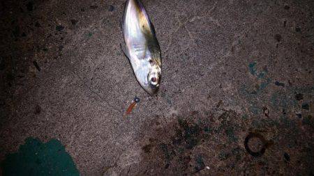 夕マズメに間に合ったが…