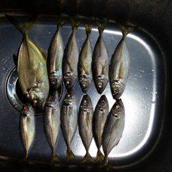 ムコイチ→舞洲