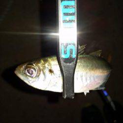 980ロッドデビュー