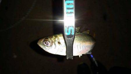 980ロッドデビュー