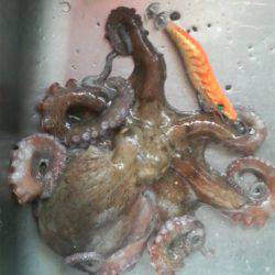 ティップランプラス釣法をマネてみた