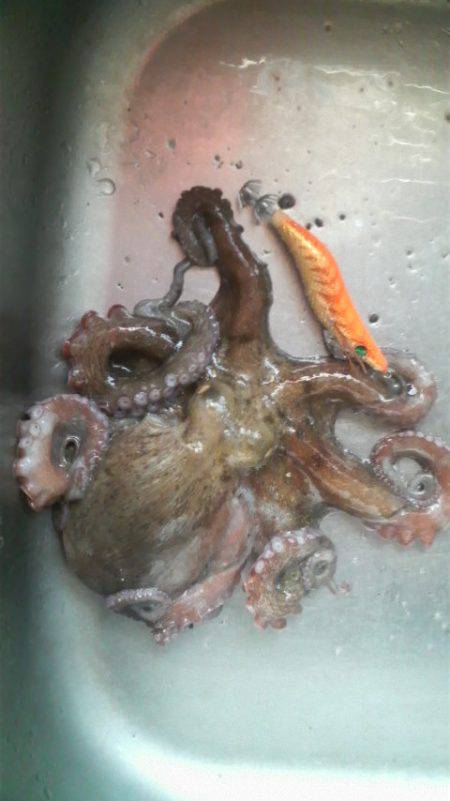 ティップランプラス釣法をマネてみた