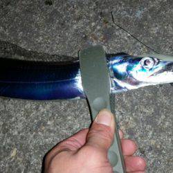 ワインドからのアジ調査