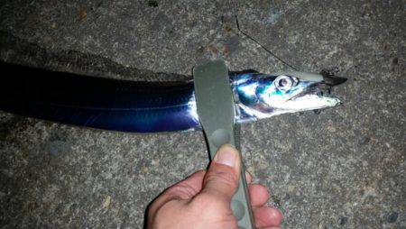 ワインドからのアジ調査