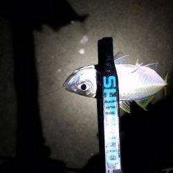 アジングでまさかの…!?