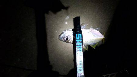 アジングでまさかの…!?