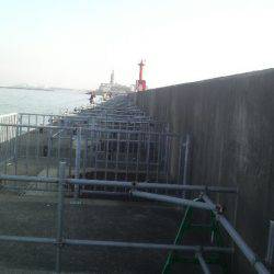 短い時間でもタコが釣れた!