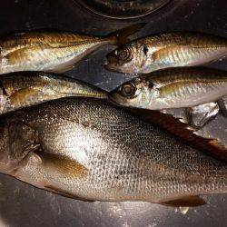 アジングのはずが…