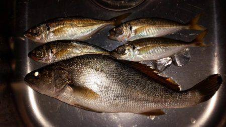 アジングのはずが…