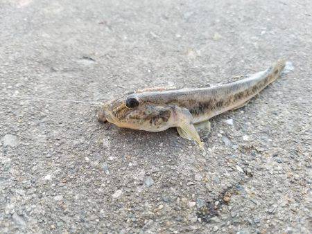 あと３㎝…(　ＴДＴ)