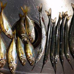 舞洲でアジング!