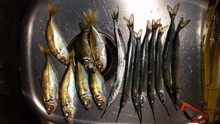 舞洲でアジング!