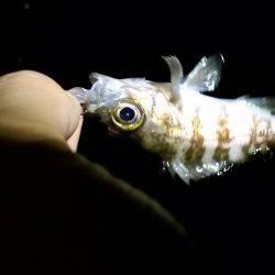 アジング終盤戦