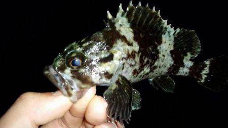 いれば釣れるアジング♪