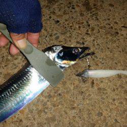 アジ、タチ調査