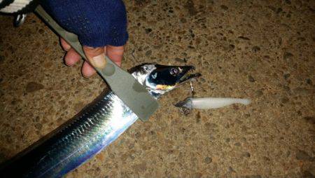 アジ、タチ調査