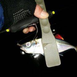 アジ、タチ調査