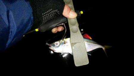 アジ、タチ調査