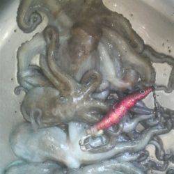 コウイカのでかいの釣れた！