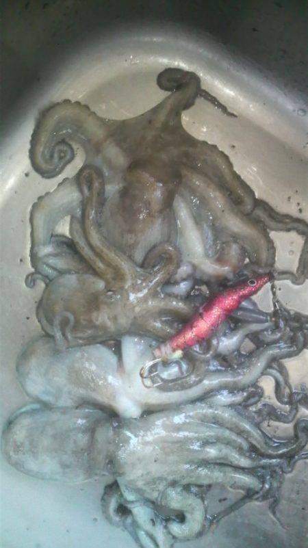 コウイカのでかいの釣れた！