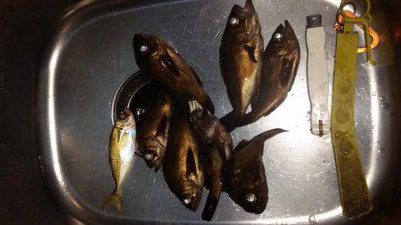 メバル狙いで南下!