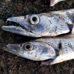 あと、２㎝…(　ＴДＴ)