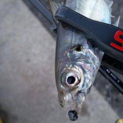 何気に初めて釣りましたー！