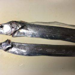 南芦屋浜タチウオ