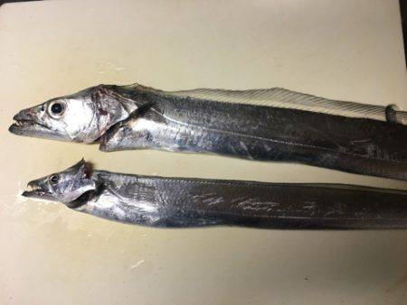 南芦屋浜タチウオ