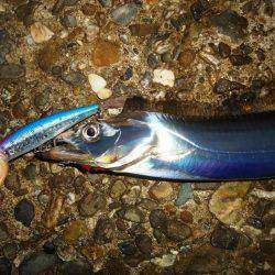 タチウオ～サイズDown