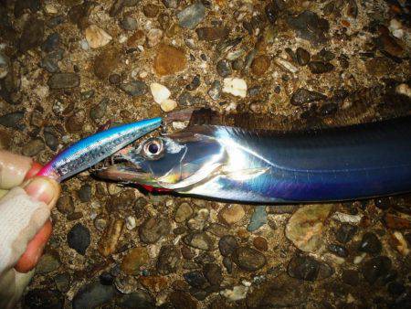 タチウオ～サイズDown