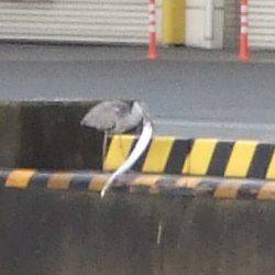 雨と、太刀魚と、鳥。