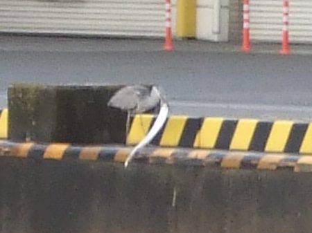 雨と、太刀魚と、鳥。