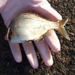 アジ、中サバ等、サビキで!