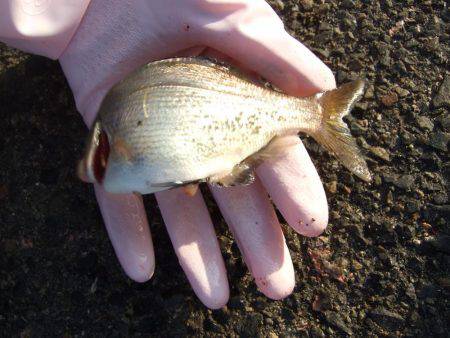 アジ、中サバ等、サビキで!