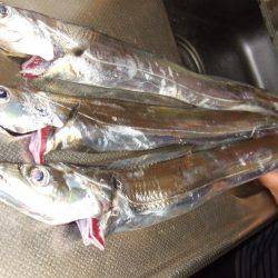 チヌと太刀魚。