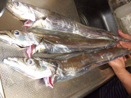 チヌと太刀魚。