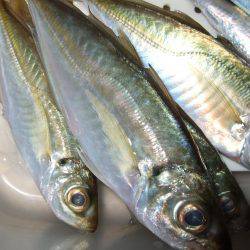 イワシを求めて。