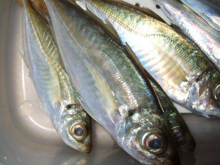 イワシを求めて。