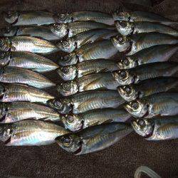 イワシ釣りなのかアジ釣りか