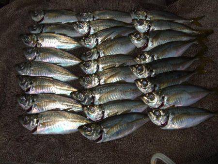 イワシ釣りなのかアジ釣りか