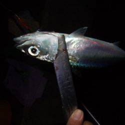 ドラゴン 再び。