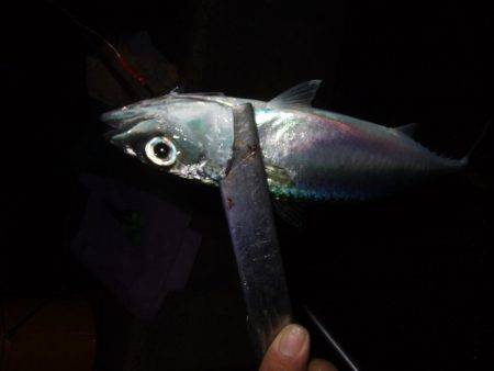 ドラゴン 再び。