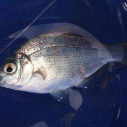 のんびりアジ釣り。いろいろ釣れました。