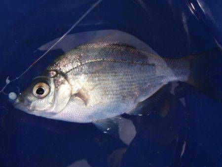 のんびりアジ釣り。いろいろ釣れました。