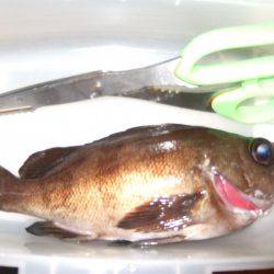 １投目からメバル！