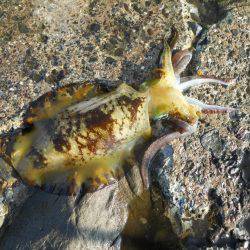 磯でアオリイカのヤエン釣り