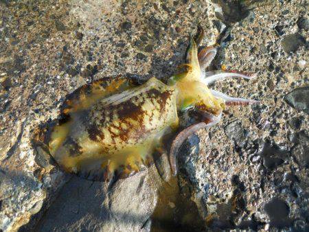 磯でアオリイカのヤエン釣り