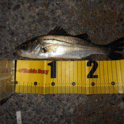 JHリグでタチウオ連発♪