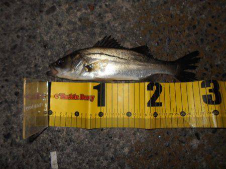 JHリグでタチウオ連発♪